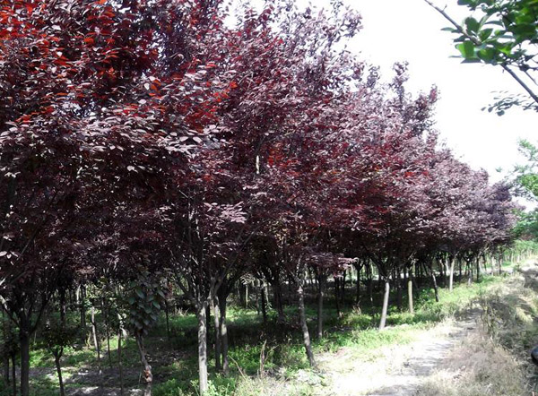 紅葉李基地實拍 紅葉李基地實拍