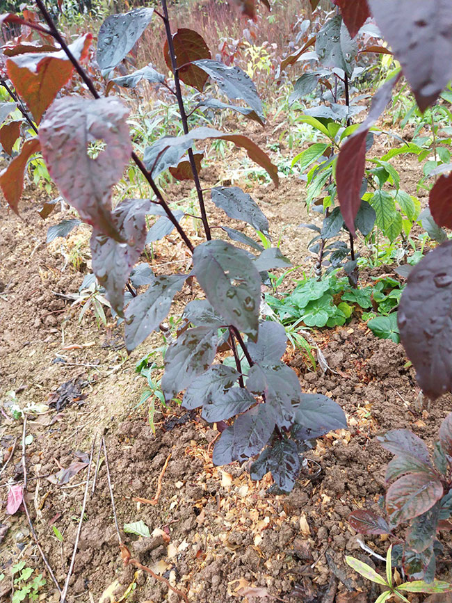 紅葉李種子怎樣育苗?紅葉李種子播種方法 紅葉李種子怎樣育苗?紅葉李種子播種方法