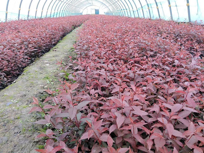 紅葉李種子怎樣育苗?紅葉李種子播種方法g 紅葉李種子怎樣育苗?紅葉李種子播種方法g