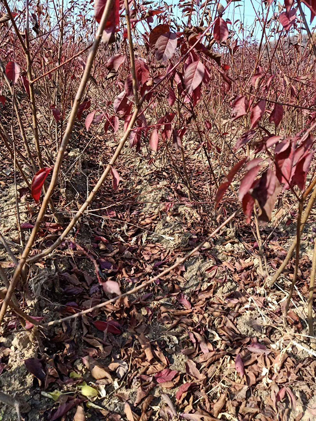 紅葉李種子怎樣育苗?紅葉李種子播種方法 紅葉李種子怎樣育苗?紅葉李種子播種方法