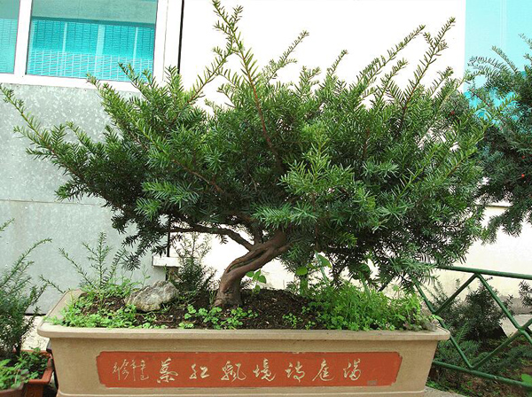紅豆杉 紅豆杉