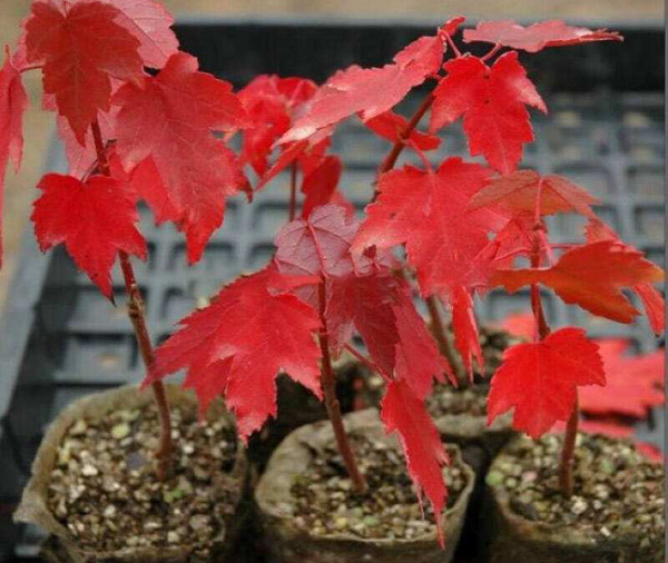 美國紅楓 美國紅楓