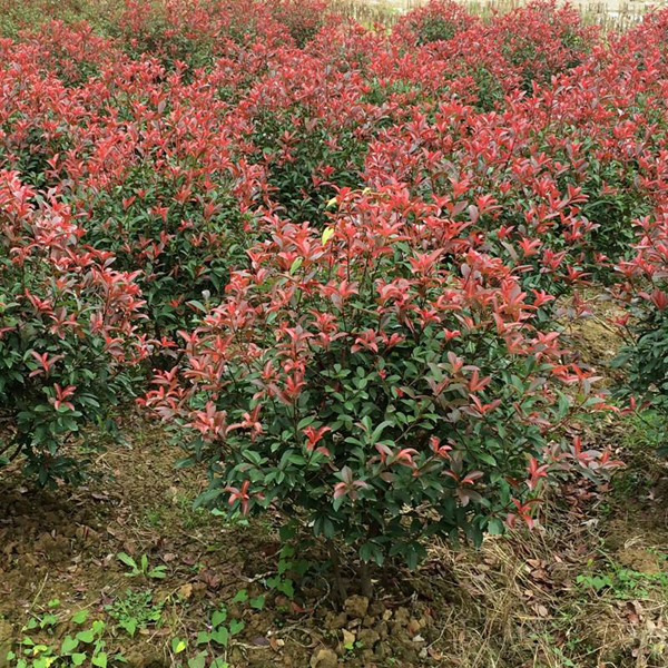 紅葉石楠 紅葉石楠