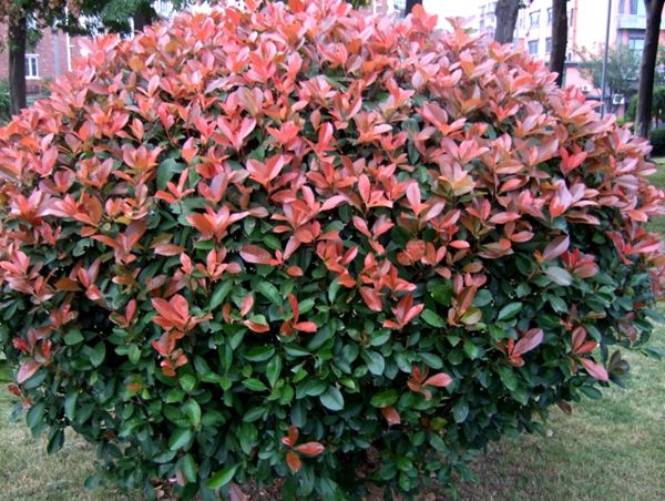 紅葉石楠 紅葉石楠