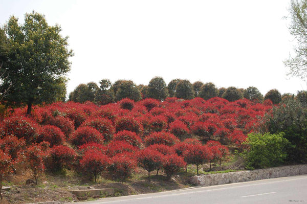 紅葉石楠 紅葉石楠