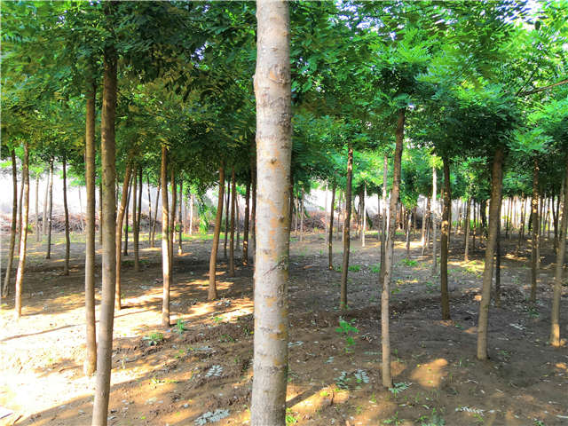 沭陽長景園林速生國槐種植基地實拍圖片 沭陽長景園林速生國槐種植基地實拍圖片