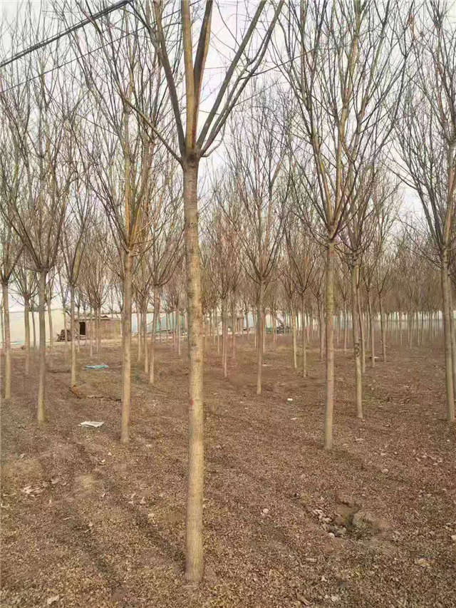 沭陽長景園林速生國槐種植基地實拍圖片 沭陽長景園林速生國槐種植基地實拍圖片