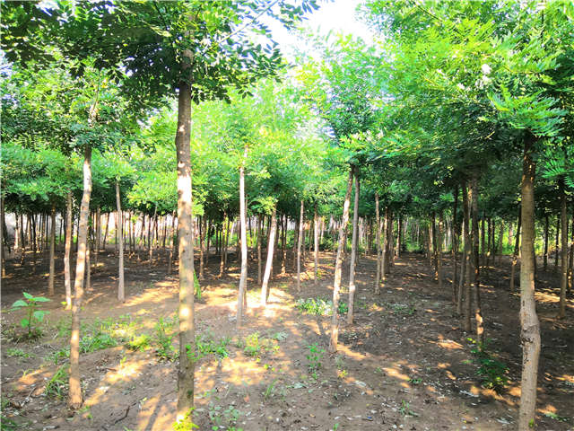 沭陽長景園林速生國槐種植基地實拍圖片 沭陽長景園林速生國槐種植基地實拍圖片