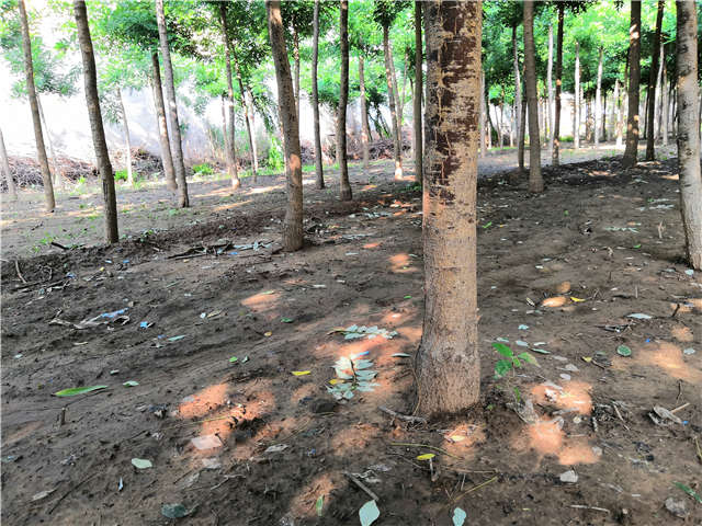 沭陽長景園林速生國槐種植基地實拍圖片 沭陽長景園林速生國槐種植基地實拍圖片