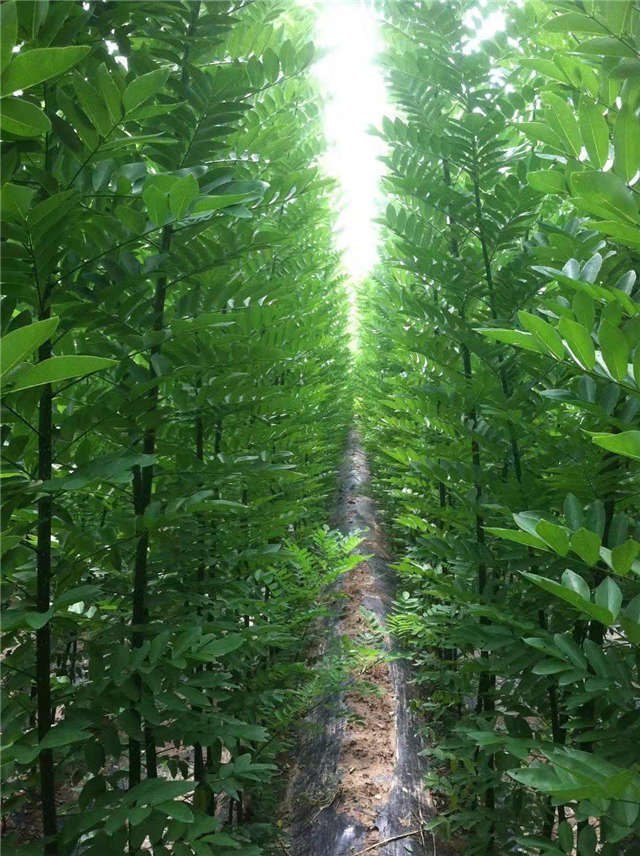 沭陽長景園林速生國槐種植基地實拍圖片 沭陽長景園林速生國槐種植基地實拍圖片