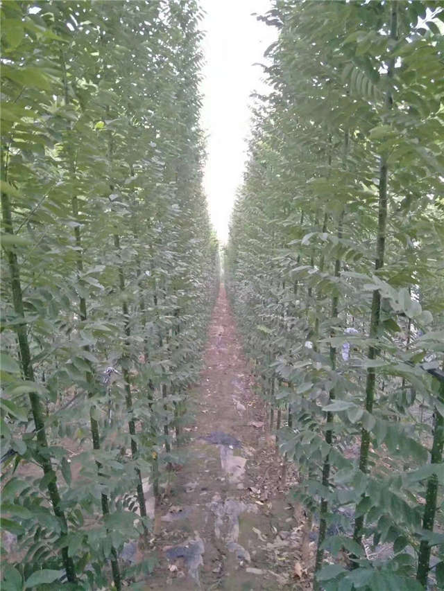 沭陽長景園林速生國槐種植基地實拍圖片 沭陽長景園林速生國槐種植基地實拍圖片