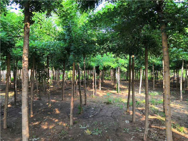 沭陽長景園林速生國槐種植基地實拍圖片 沭陽長景園林速生國槐種植基地實拍圖片