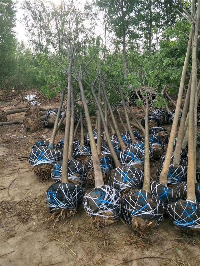 沭陽長景園林速生國槐種植基地實拍圖片 沭陽長景園林速生國槐種植基地實拍圖片