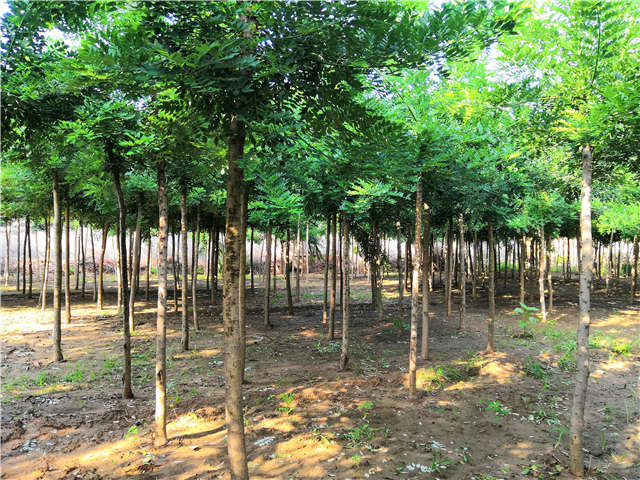 沭陽長景園林速生國槐種植基地實拍圖片 沭陽長景園林速生國槐種植基地實拍圖片