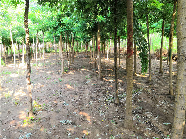 沭陽長景園林速生國槐種植基地實拍圖片 沭陽長景園林速生國槐種植基地實拍圖片