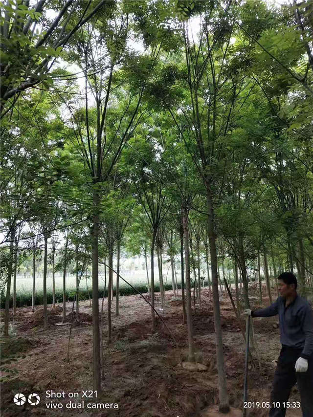 沭陽長景園林速生國槐種植基地實拍圖片 沭陽長景園林速生國槐種植基地實拍圖片
