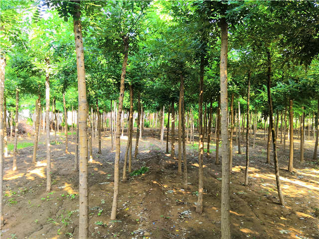 沭陽長景園林速生國槐種植基地實拍圖片 沭陽長景園林速生國槐種植基地實拍圖片