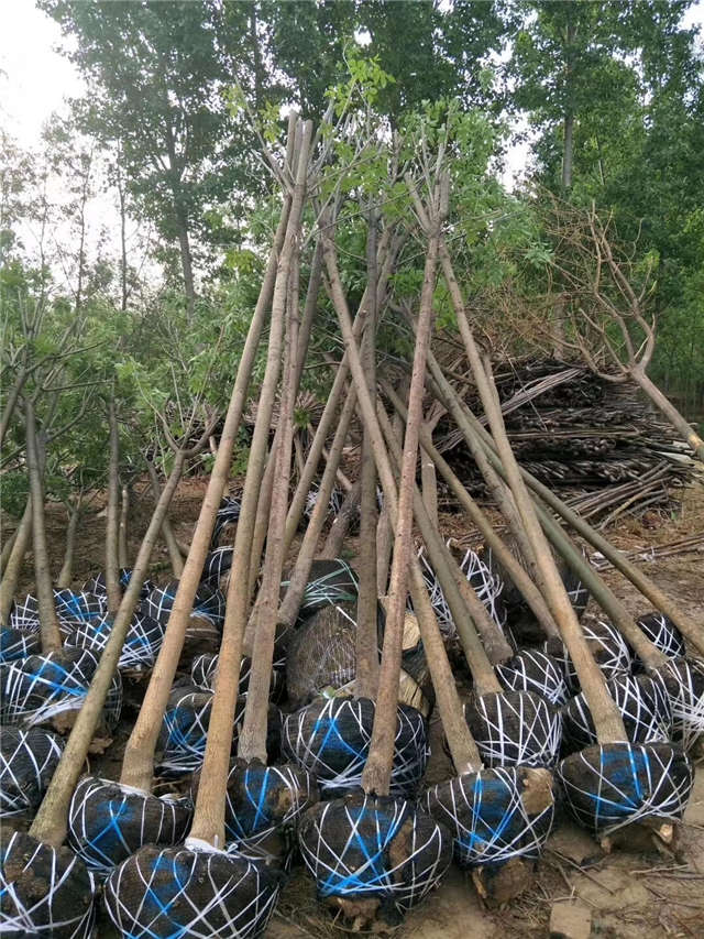 沭陽長景園林速生國槐種植基地實拍圖片 沭陽長景園林速生國槐種植基地實拍圖片