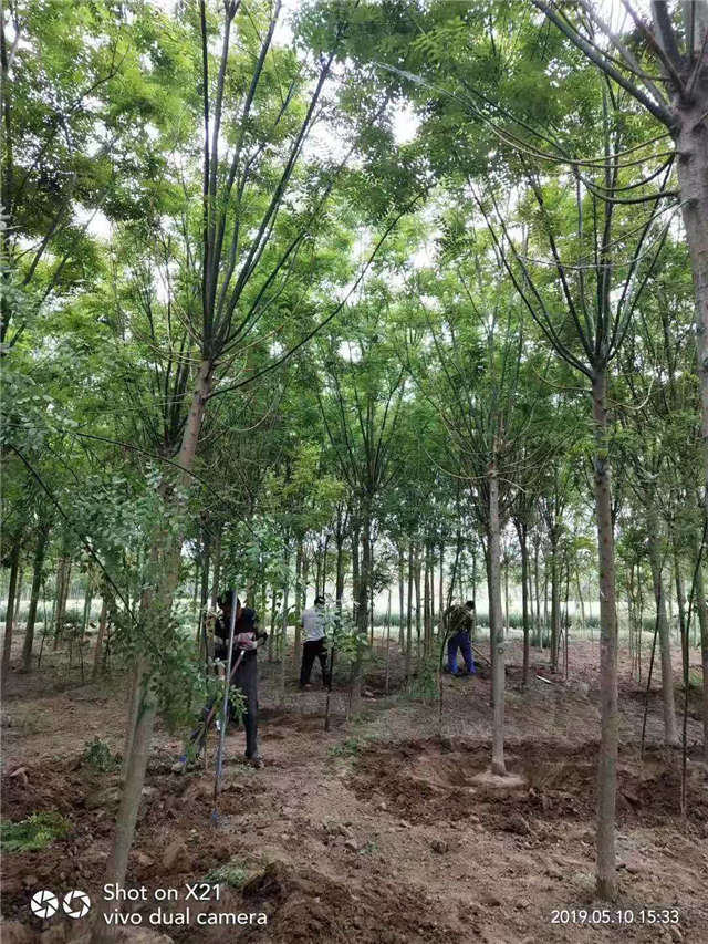 沭陽長景園林速生國槐種植基地實拍圖片 沭陽長景園林速生國槐種植基地實拍圖片