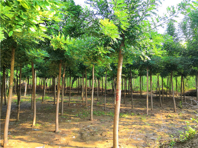 沭陽長景園林速生國槐種植基地實拍圖片 沭陽長景園林速生國槐種植基地實拍圖片