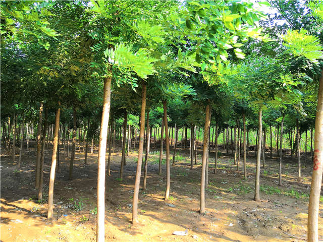 沭陽長景園林速生國槐種植基地實拍圖片 沭陽長景園林速生國槐種植基地實拍圖片