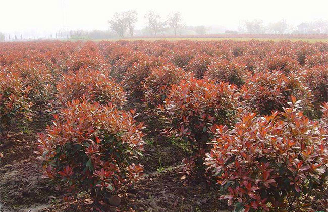 紅葉石楠毛球基地實拍 紅葉石楠毛球基地實拍