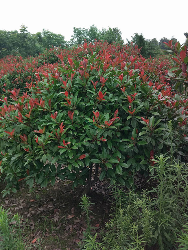 紅葉石楠毛球基地實拍 紅葉石楠毛球基地實拍