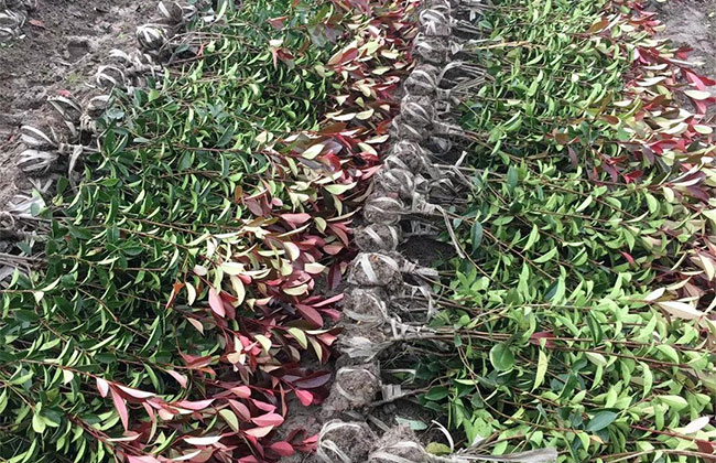 紅葉石楠毛球基地實拍 紅葉石楠毛球基地實拍