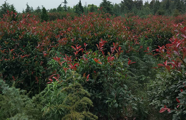 紅葉石楠毛球基地實拍 紅葉石楠毛球基地實拍