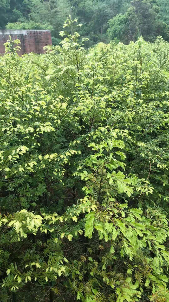 紅豆杉價格 紅豆杉價格