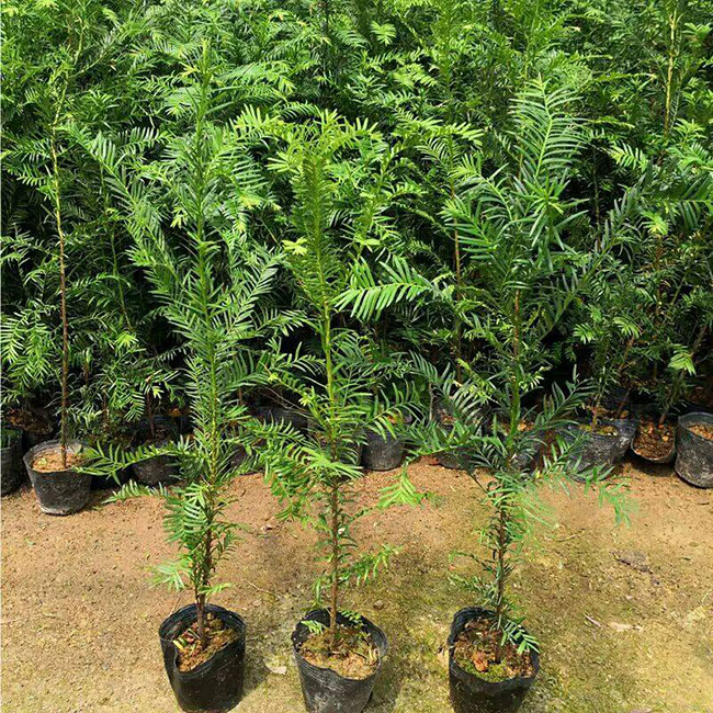 紅豆杉價格 紅豆杉價格