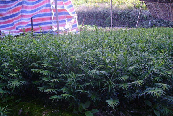 紅豆杉 紅豆杉