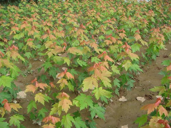 美國紅楓幼苗基地實拍-12101130.jpg