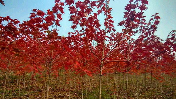 美國紅楓小苗圖片-12181045.jpg