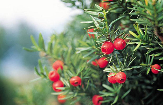 紅豆杉.jpg