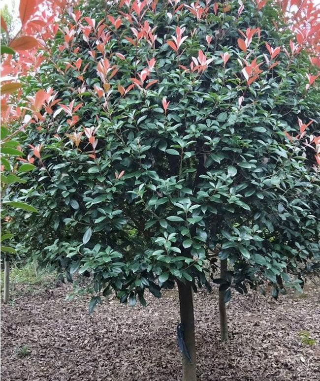紅葉石楠毛球最新價格多少錢?2020年紅葉石楠毛球報價 紅葉石楠毛球最新價格多少錢?2020年紅葉石楠毛球報價