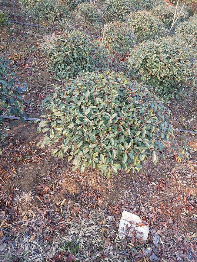 紅葉石楠毛球最新價格多少錢?2020年紅葉石楠毛球報價 紅葉石楠毛球最新價格多少錢?2020年紅葉石楠毛球報價