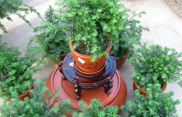 紅豆杉31.jpg