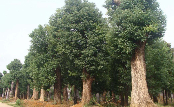 香樟樹 香樟樹
