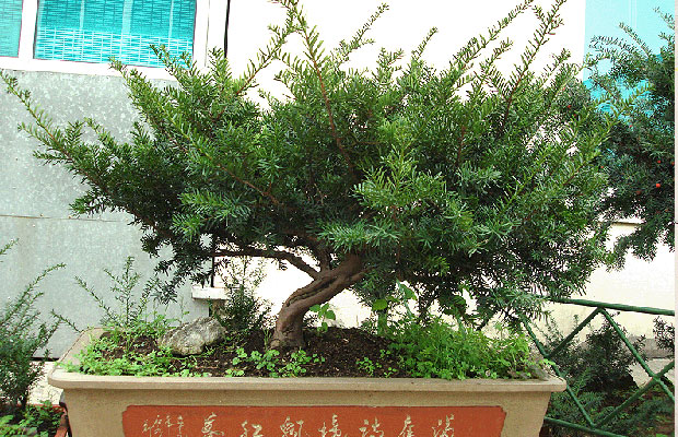 紅豆杉的6.jpg