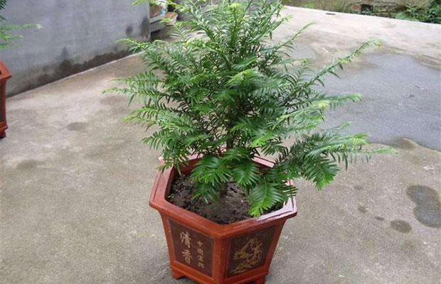 紅豆杉的5.jpg