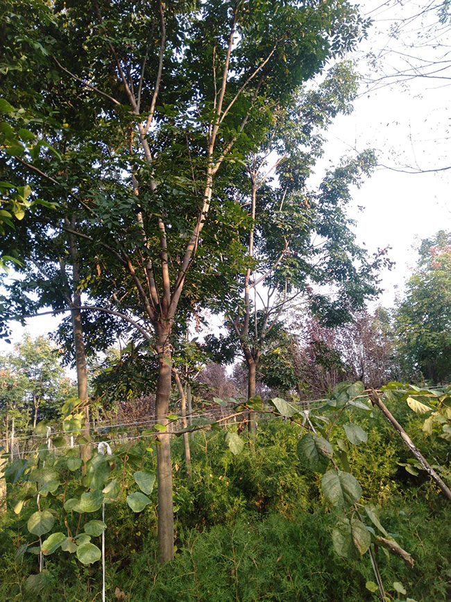 北欒樹的前景如何?北欒樹的種植前景 北欒樹的前景如何?北欒樹的種植前景