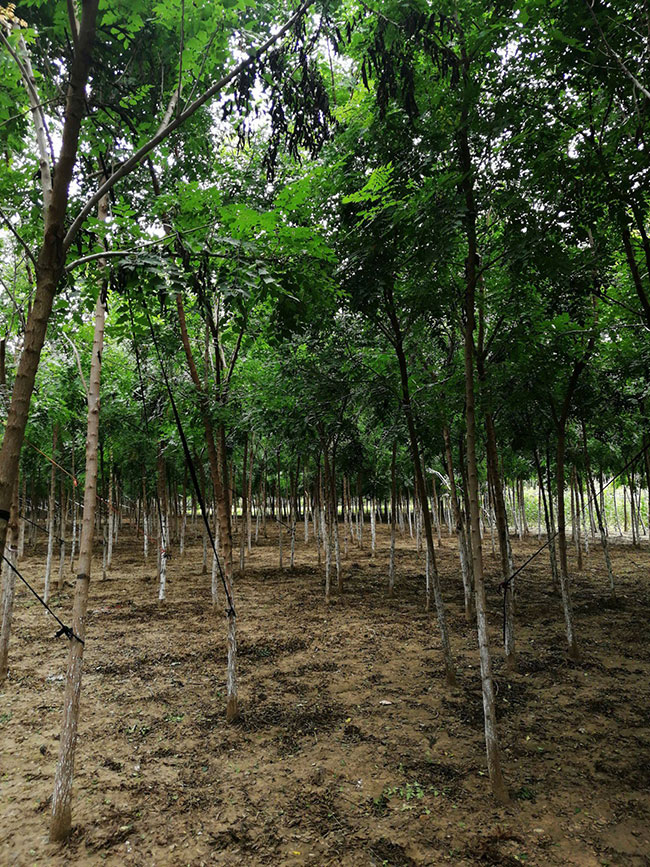 北欒樹的前景如何?北欒樹的種植前景 北欒樹的前景如何?北欒樹的種植前景