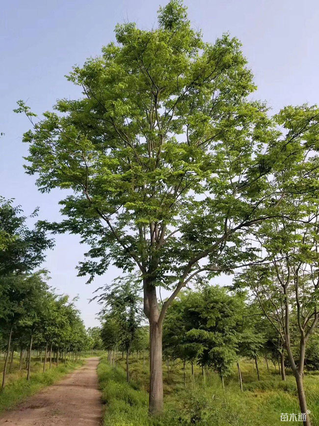 北欒樹的前景如何?北欒樹的種植前景 北欒樹的前景如何?北欒樹的種植前景