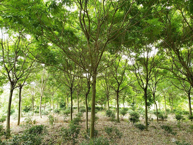 北欒樹的前景如何?北欒樹的種植前景 北欒樹的前景如何?北欒樹的種植前景