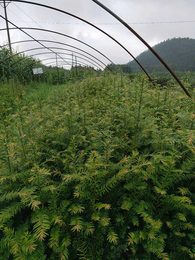 紅豆杉多少錢一棵?2020年紅豆杉價格最新行情預測 紅豆杉多少錢一棵?2020年紅豆杉價格最新行情預測