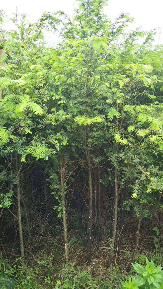 紅豆杉多少錢一棵?2020年紅豆杉價格最新行情預測 紅豆杉多少錢一棵?2020年紅豆杉價格最新行情預測