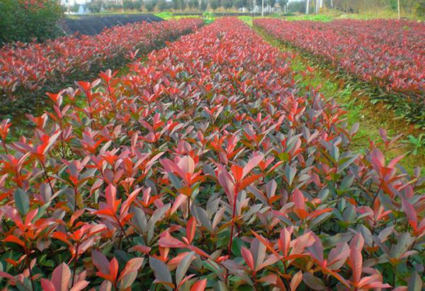 紅葉石楠地苗 紅葉石楠地苗