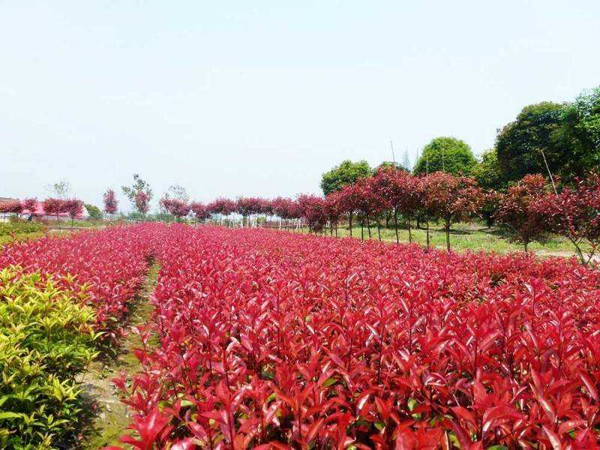 紅葉石楠種植基地 紅葉石楠種植基地