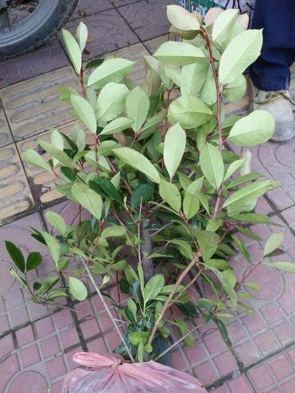 紅葉石楠小苗 紅葉石楠小苗